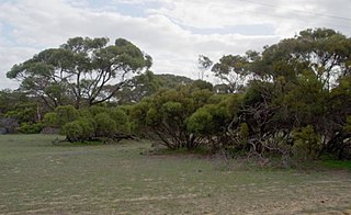 <i>Eucalyptus decipiens</i>