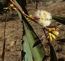 flower buds and flowers Eucalyptus odorata buds.jpg