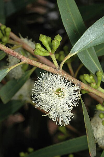 File:Eucalyptus stricta buds.jpg