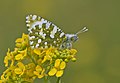 * Nomination Eastern Dappled White (Euchloe ausonia). Adana, Turkey. --Zcebeci 14:52, 1 March 2015 (UTC) * Promotion Good quality. --Vengolis 15:09, 1 March 2015 (UTC)