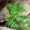 Členěné listy, typické pro podčeleď Hydrophylloideae (Eucrypta chrysanthemifolia)