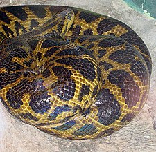 Anaconda curiyú ou anaconda jaune (eunectes notaeus)