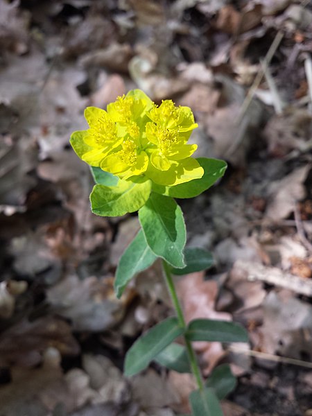 File:Euphorbia polychroma sl34.jpg