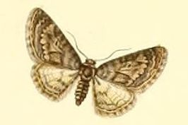 Eupithecia cocciferata