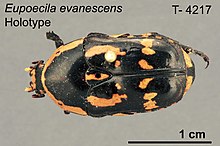 Eupoecila evanescens NMV T4217 dorsal.jpg