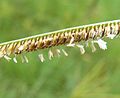 Eustachys paspaloides, blomme, Skeerpoort.jpg