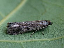 Euzophera cinerosella - Огнёвка полынная (41213505961).jpg 