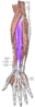 Extensor digitorum muscle