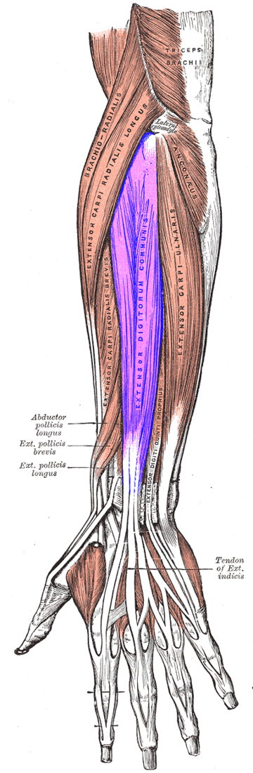 File:Extensor digitorum muscle.png