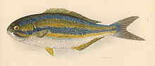 FMIB 42614 Sectator azureus Jordan & Evermann Type.jpeg