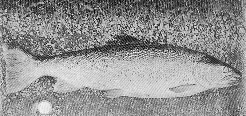 File:FMIB 49659 13-lb Loch Rammoch Trout June 1903.jpeg