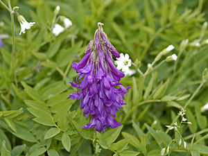 Fabaceae - Hedysarum hedysaroides.JPG