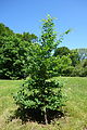 Fagus orientalis - Arnold Arboretum - DSC06847.JPG