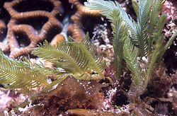 Caulerpa sertularioides