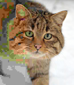 Felis silvestris silvestris malgranda laŭpaŝa malkresko de kvaliti.png