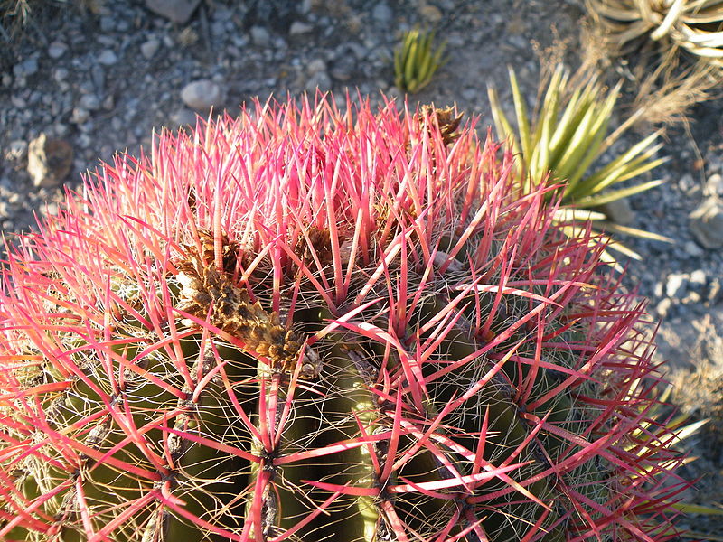 File:Ferocactus pilosus (5700341054).jpg