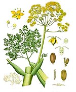 Ferula gummosa plant