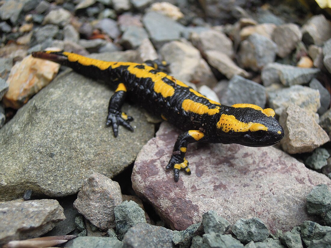 Ildsalamander