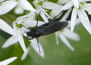 <i>Dilophus febrilis</i> Species of fly
