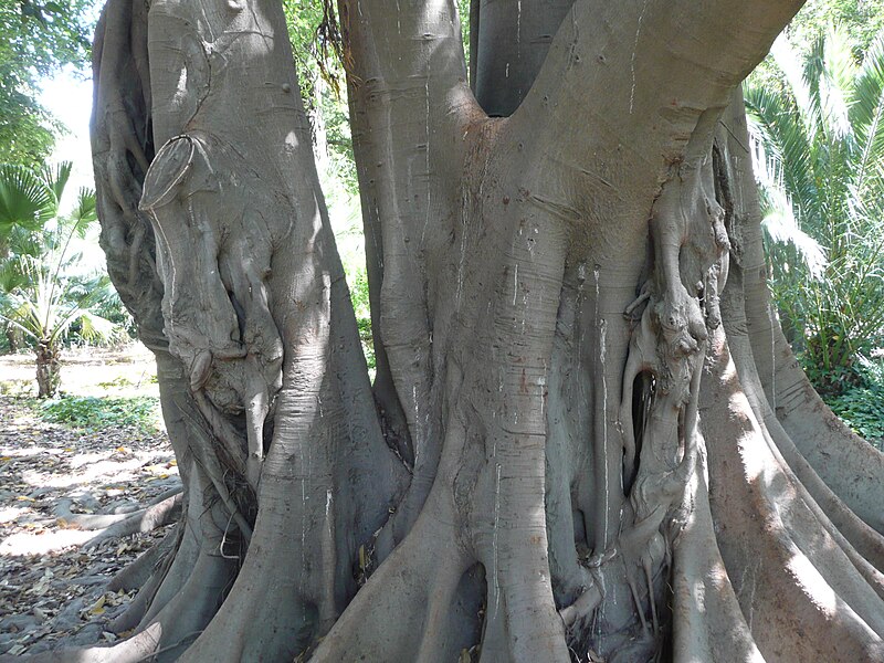 File:Ficus macrophylla, Parque María Luisa, Sevilla 02.jpg
