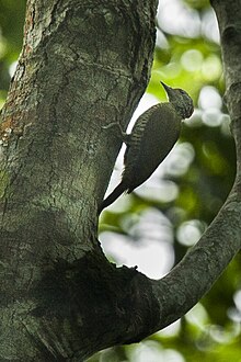 Fine-banded Woodpecker, Uganda H8O5627 (16222878628).jpg