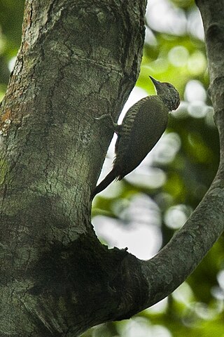 <span class="mw-page-title-main">Fine-banded woodpecker</span> Species of bird