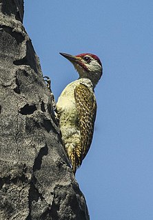 Fine-spotted woodpecker Species of bird