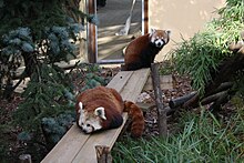 Il n'y pas une, mais deux espèces de pandas roux - GuruMeditation