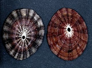 <i>Fissurella peruviana</i> Species of gastropod