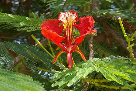 Delonix regia - Wikipedia