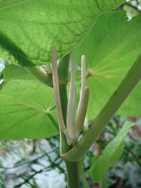 File:Flickr - João de Deus Medeiros - Piper umbellatum.jpg