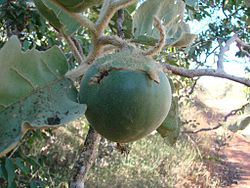 Fruit of the wolf apple, one of the main plant foods of the maned wolf Flickr - Joao de Deus Medeiros - Solanum lycocarpum (1).jpg