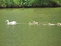 Floating Ducks.jpg