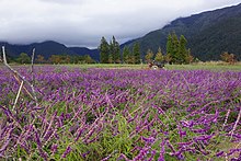 Flower field in wuling farm Flower Field in Wuling Farm Wu Ling Nong Chang Hua Hai Qu  - panoramio.jpg