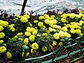 Flowers at Sims park, Conoor, Ooty