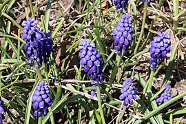 Unknown grape hyacinth