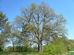 Field oaks near Zahlbach.jpg