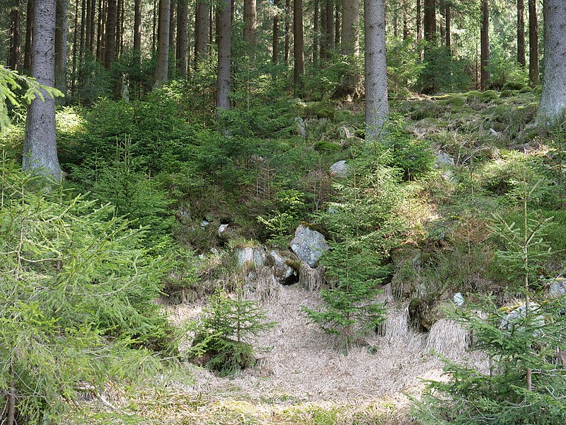 File:Forest near the Große Bode 18.jpg