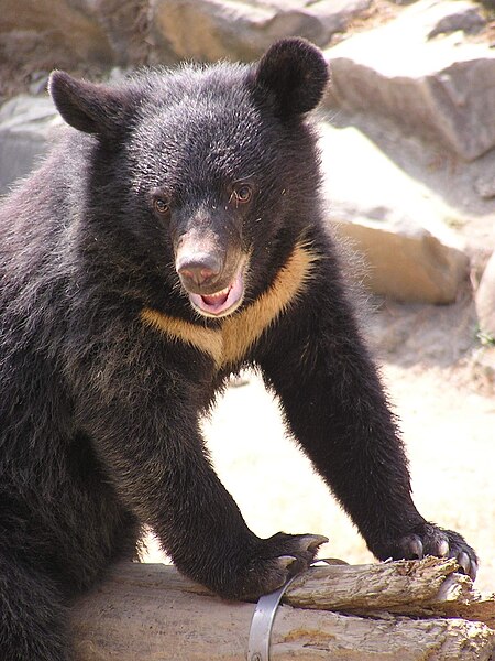 File:Formosan Black Bear.JPG