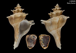 <i>Forreria</i> Genus of gastropods