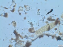Processed, fossilised pollen from the family Poaceae. Species unknown. FossilPoaceaePollen.tif