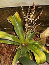 Fosterella micrantha HabitusInflorescence BotGard0406a.jpg