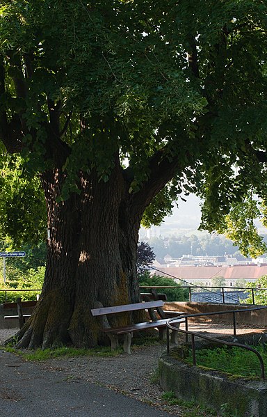 File:Friedhofslinde in Steyr 4.jpg