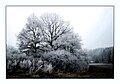 Frosted landscape - Flickr - Stiller Beobachter.jpg