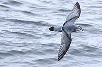 Fulmar prion.jpg