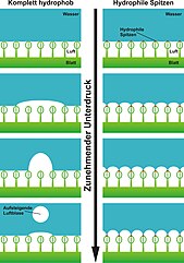 Schematic illustration of the stabilization of underwater air layers retained by the hydrophilic Anchor cells ("Salvinia paradox") Funktionsprinzip Salvinia Effekt.jpg