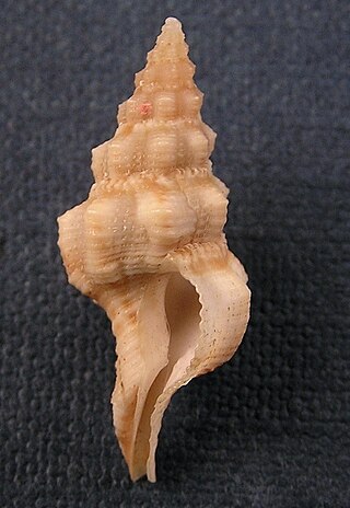 <i>Fusolatirus suduirauti</i> Species of gastropod