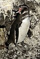 Galapagos penguin (Spheniscus mendiculus) -Isabela2.jpg