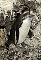 Galapagos Penguins Spheniscus mendiculus
