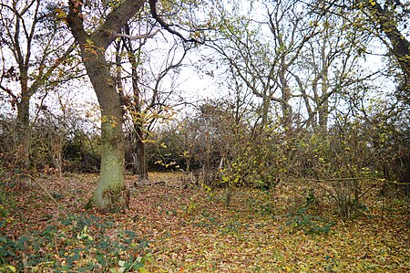 Gamsey Wood 2